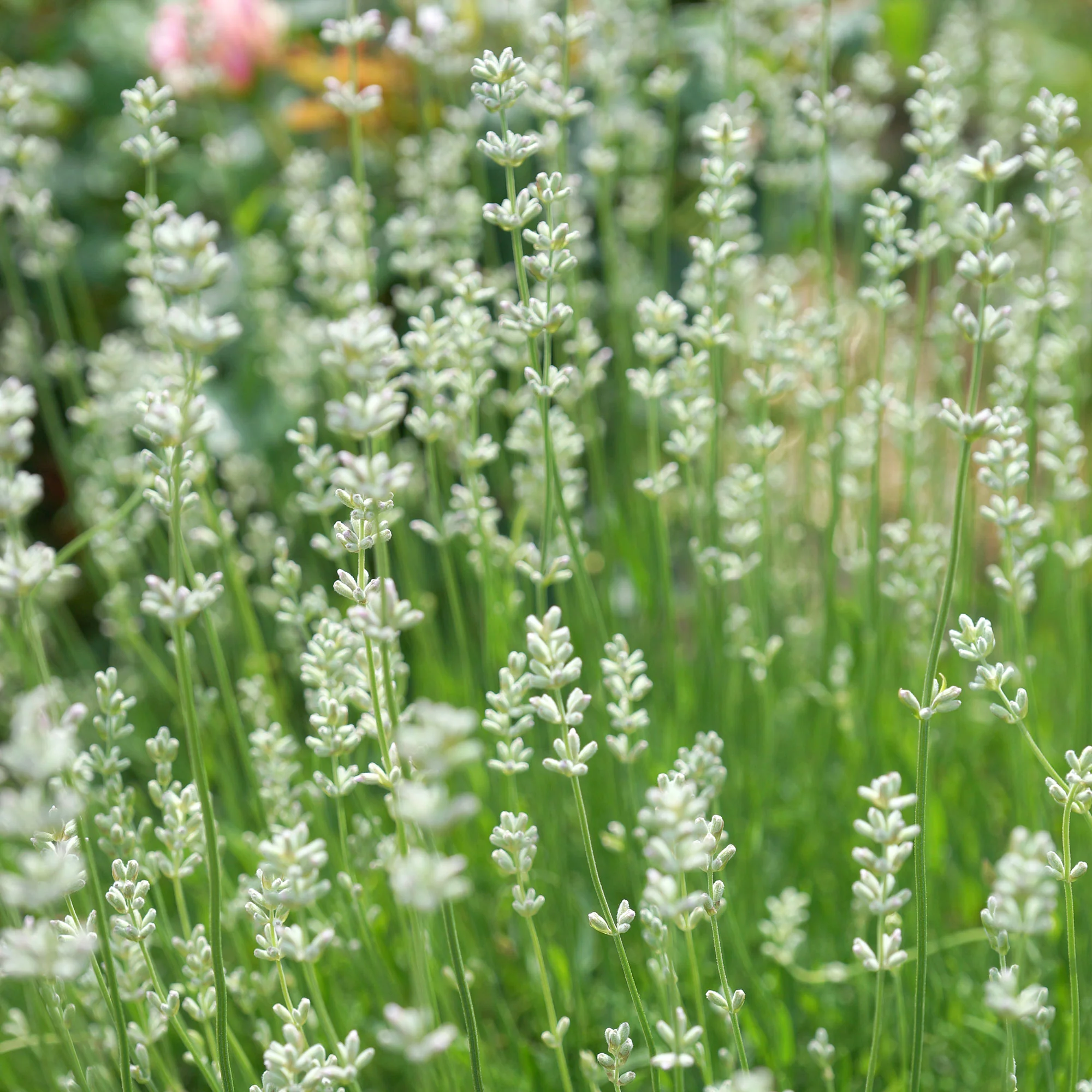 Lavendel 'Alba' (x2)