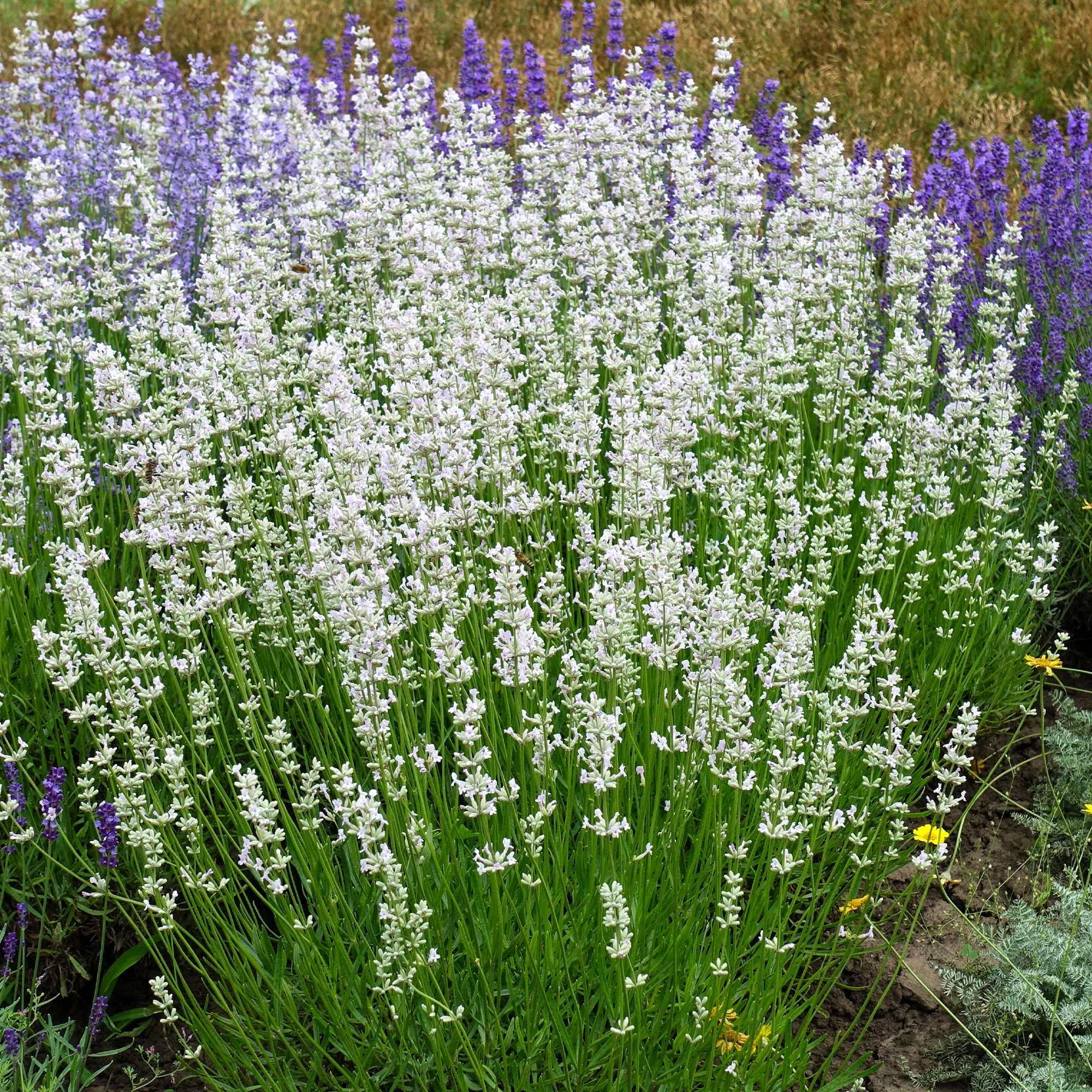 Lavendel 'Alba' (x2) - Image 2