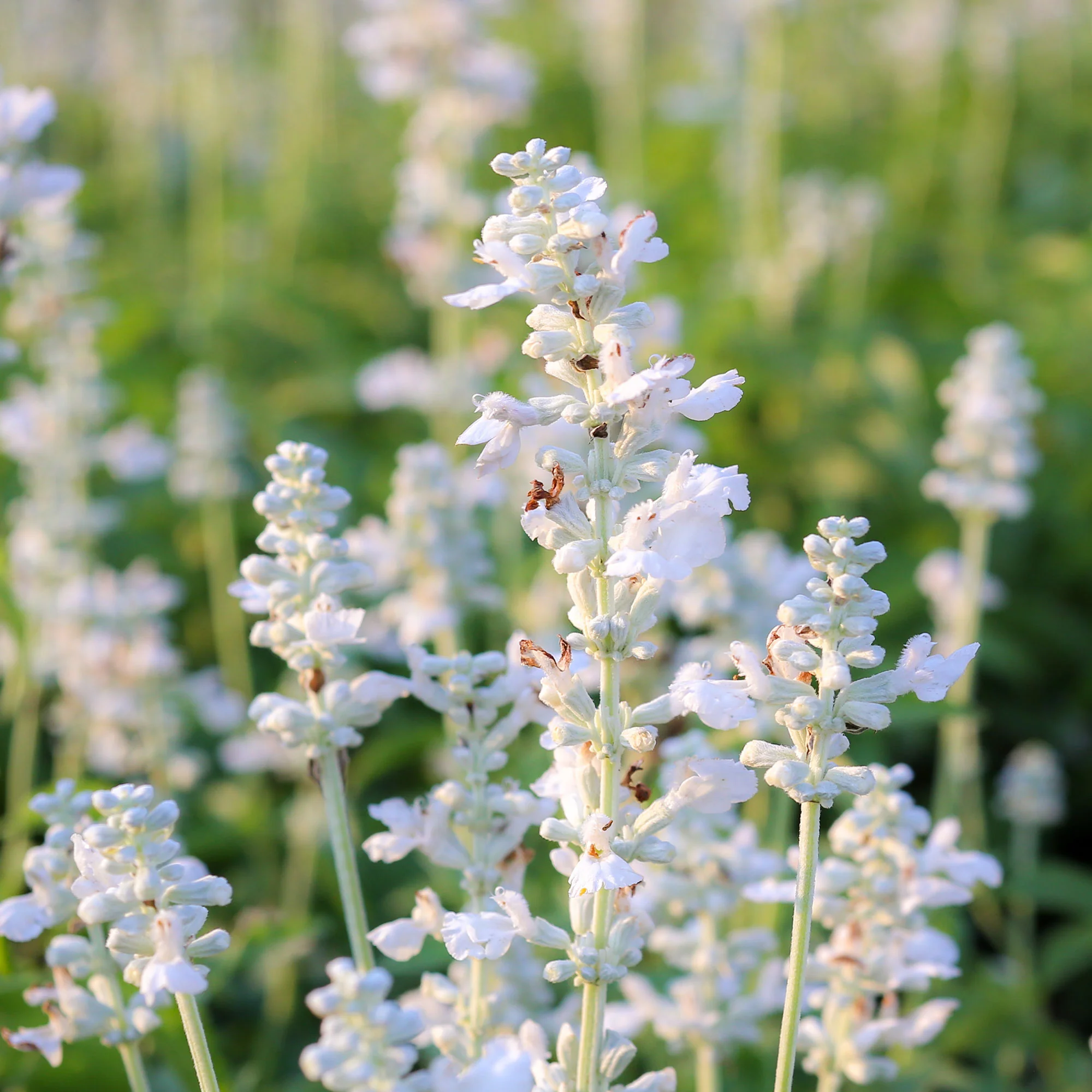 Lavendel 'Alba' (x2) - Image 4