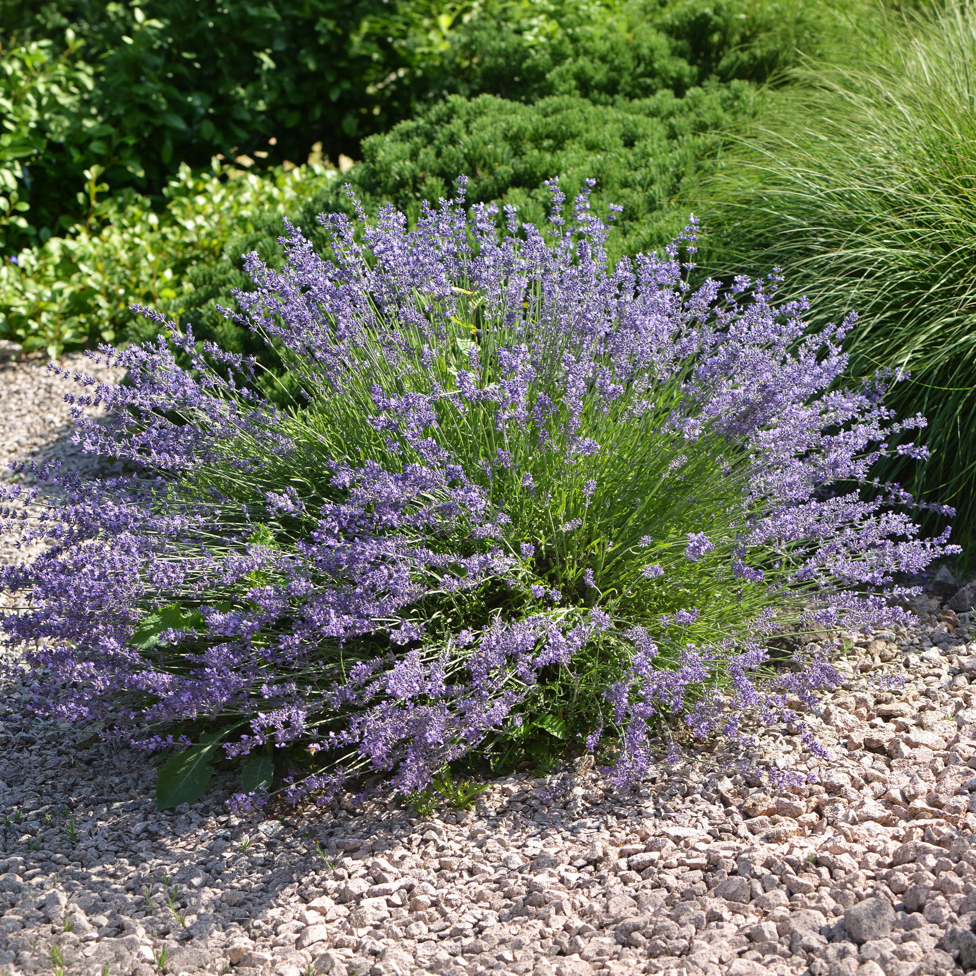 Lavendel 'Dutch'