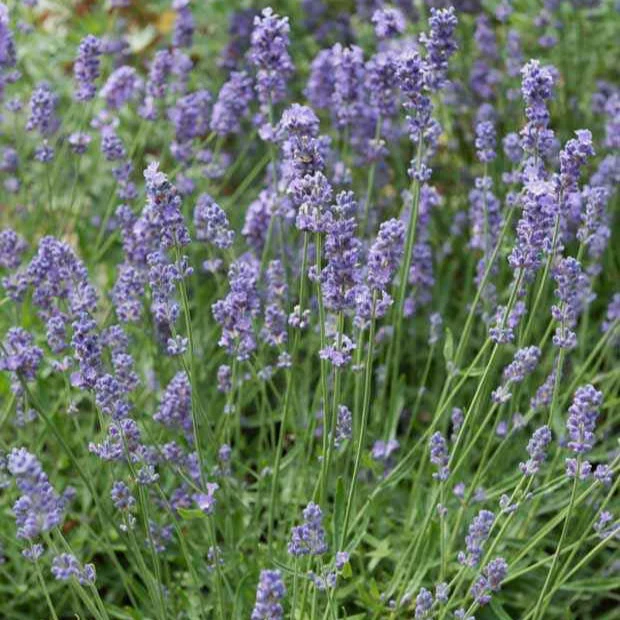 Lavendel 'Dutch' - Image 2