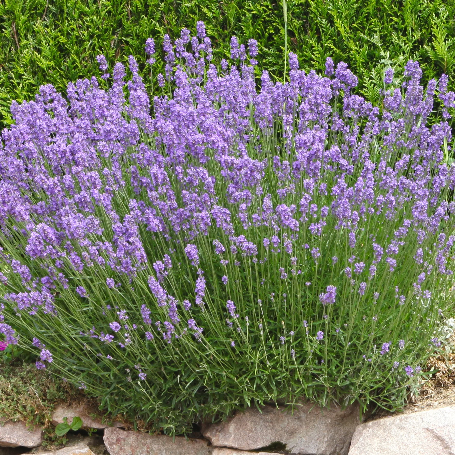 Lavendel 'Grosso' - Image 2