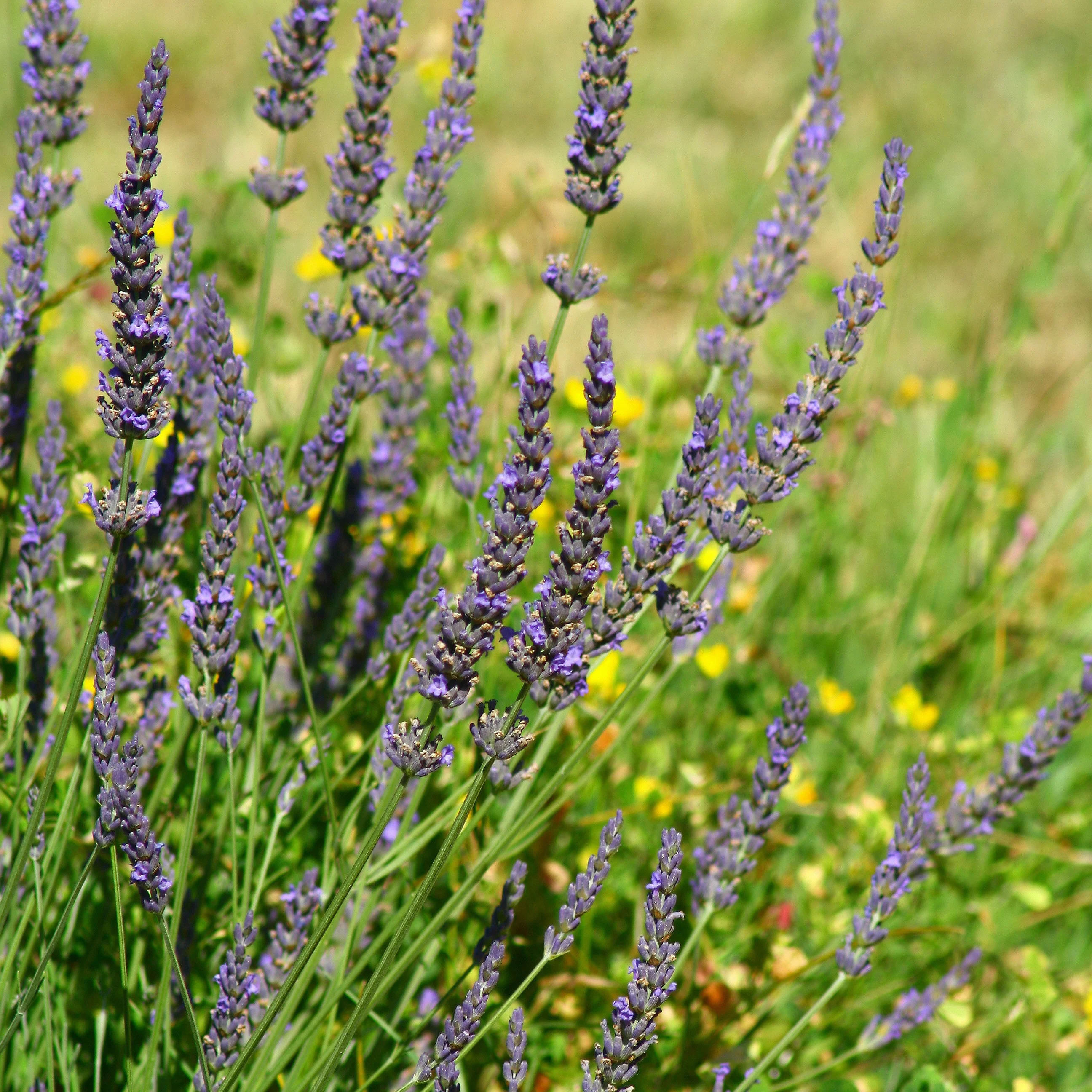 Lavendel 'Grosso' - Image 3