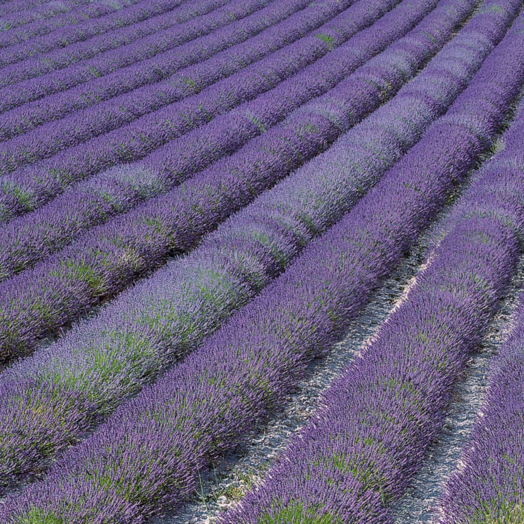 Lavendel 'Grosso' - Image 4