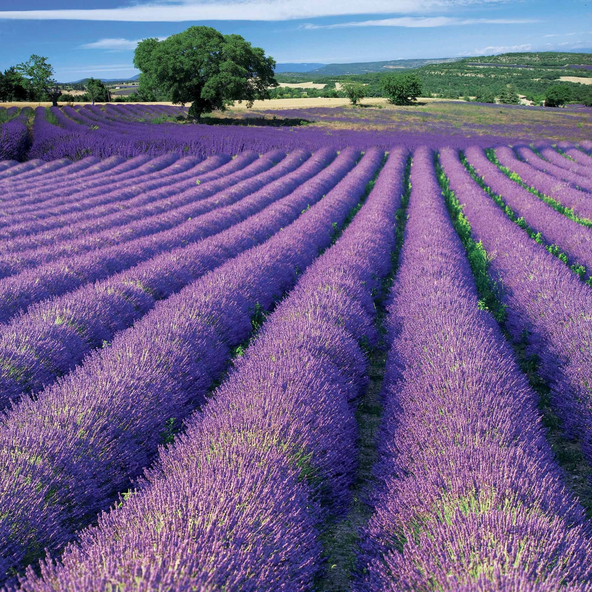 Lavendel 'Grosso' - Image 5