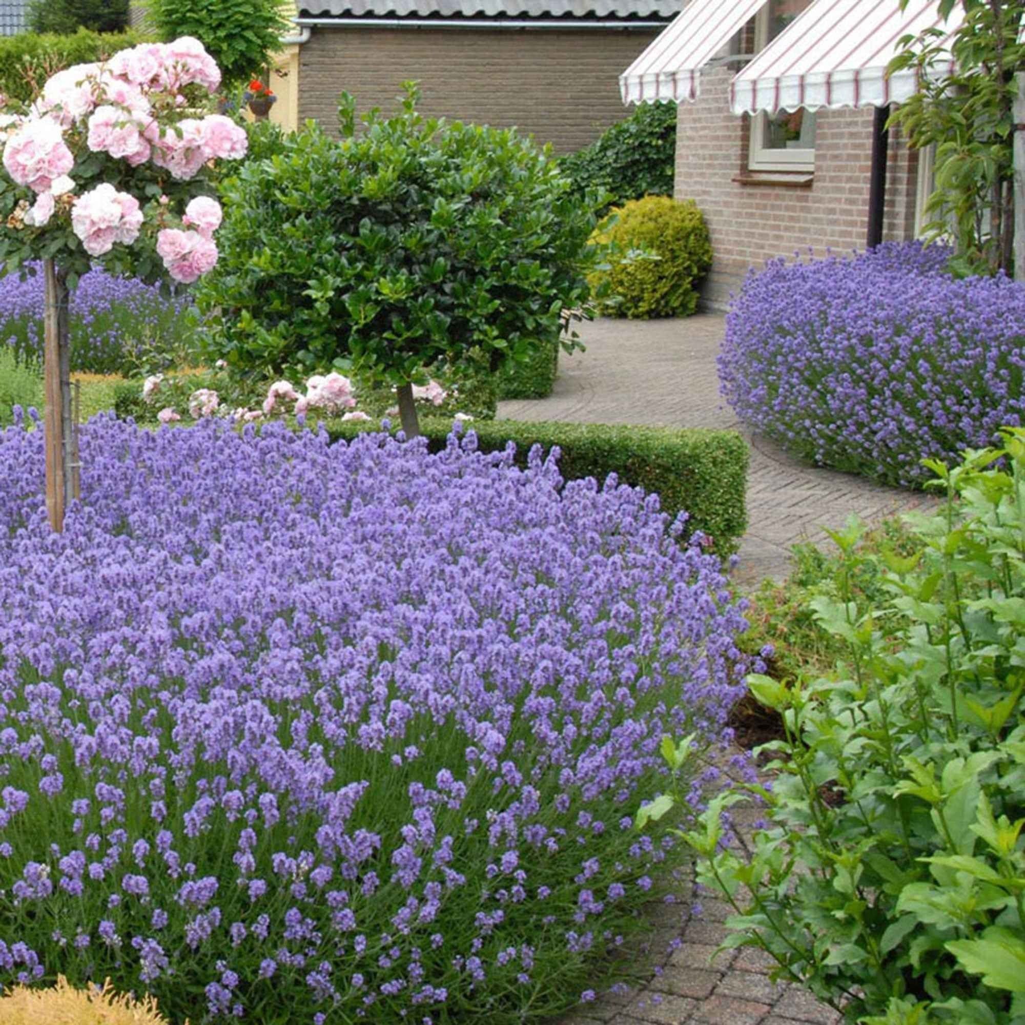 Lavendel 'Hidcote'