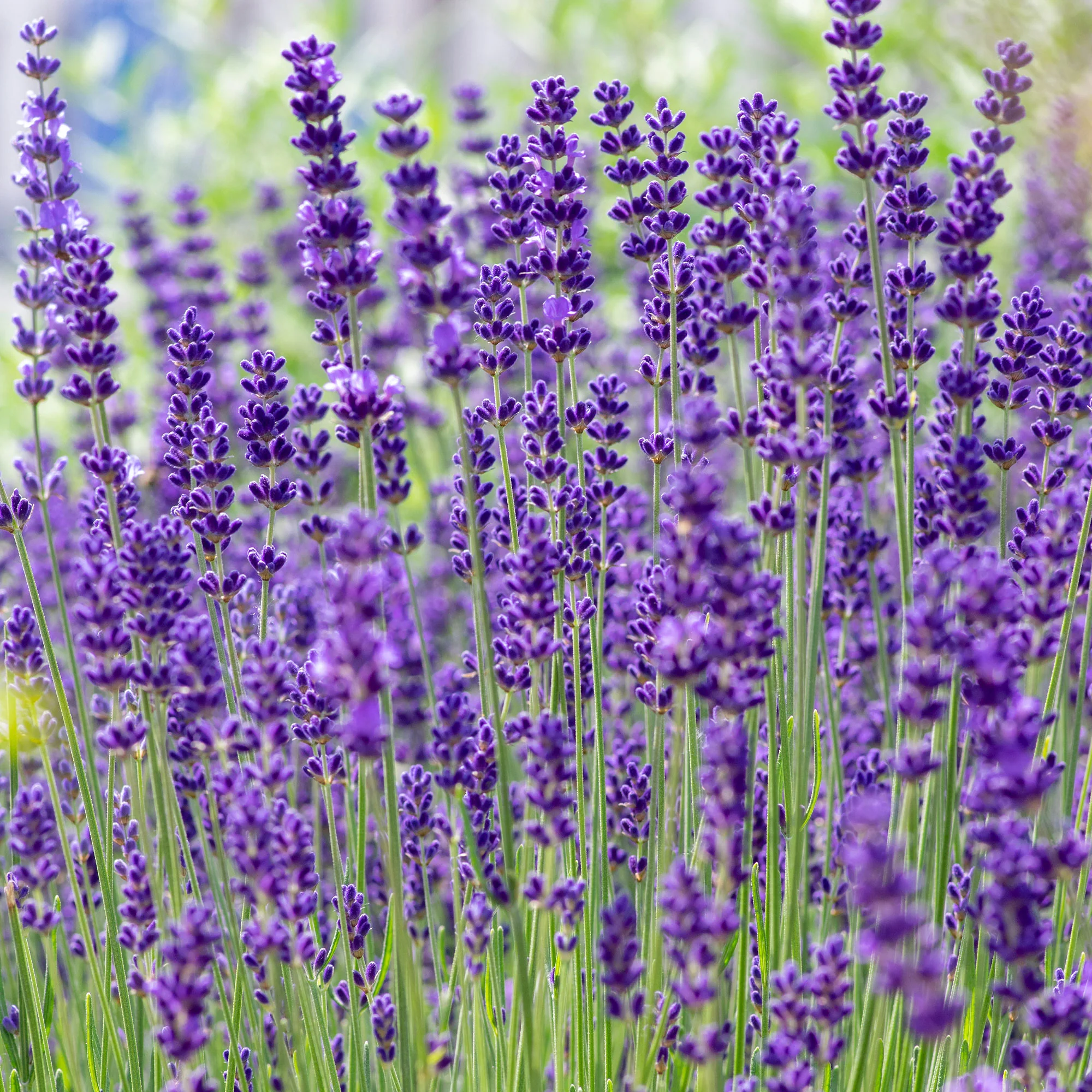 Lavendel 'Hidcote' - Image 2