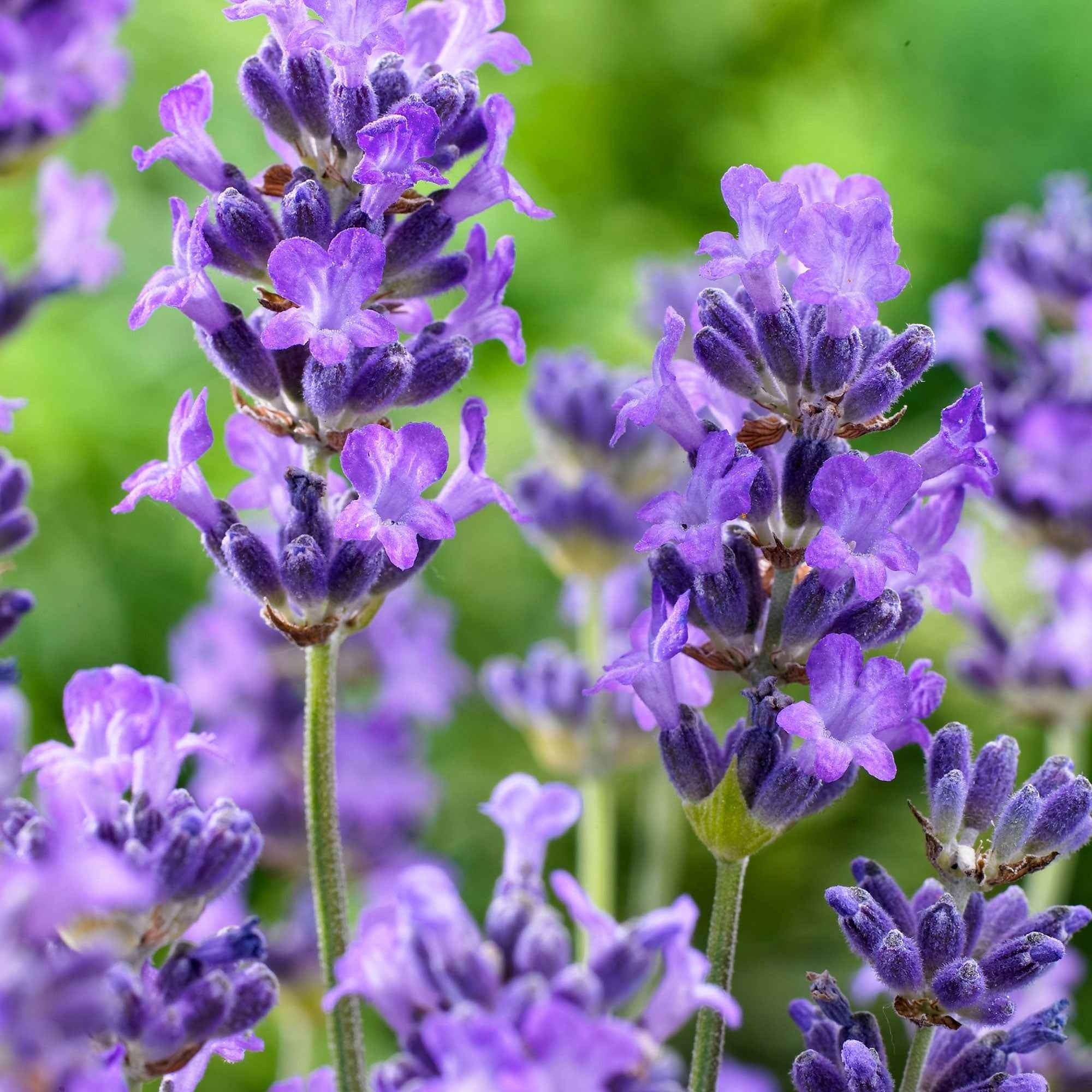Lavendel 'Hidcote' - Image 3