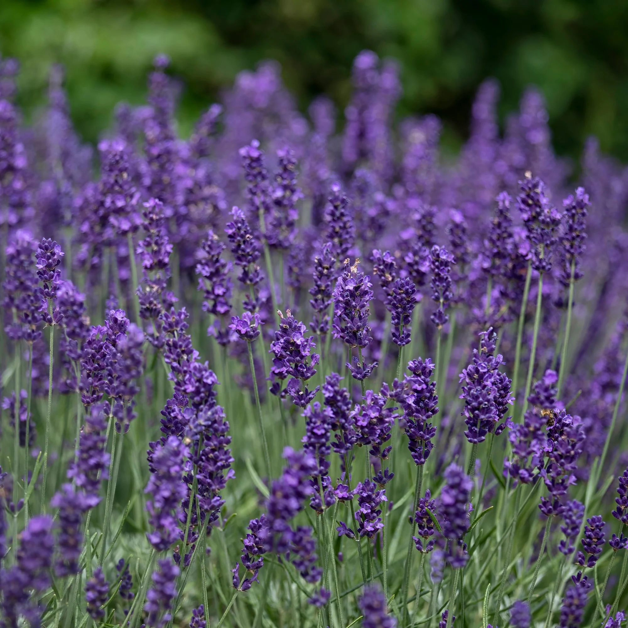 Lavendel 'Hidcote' - Image 4