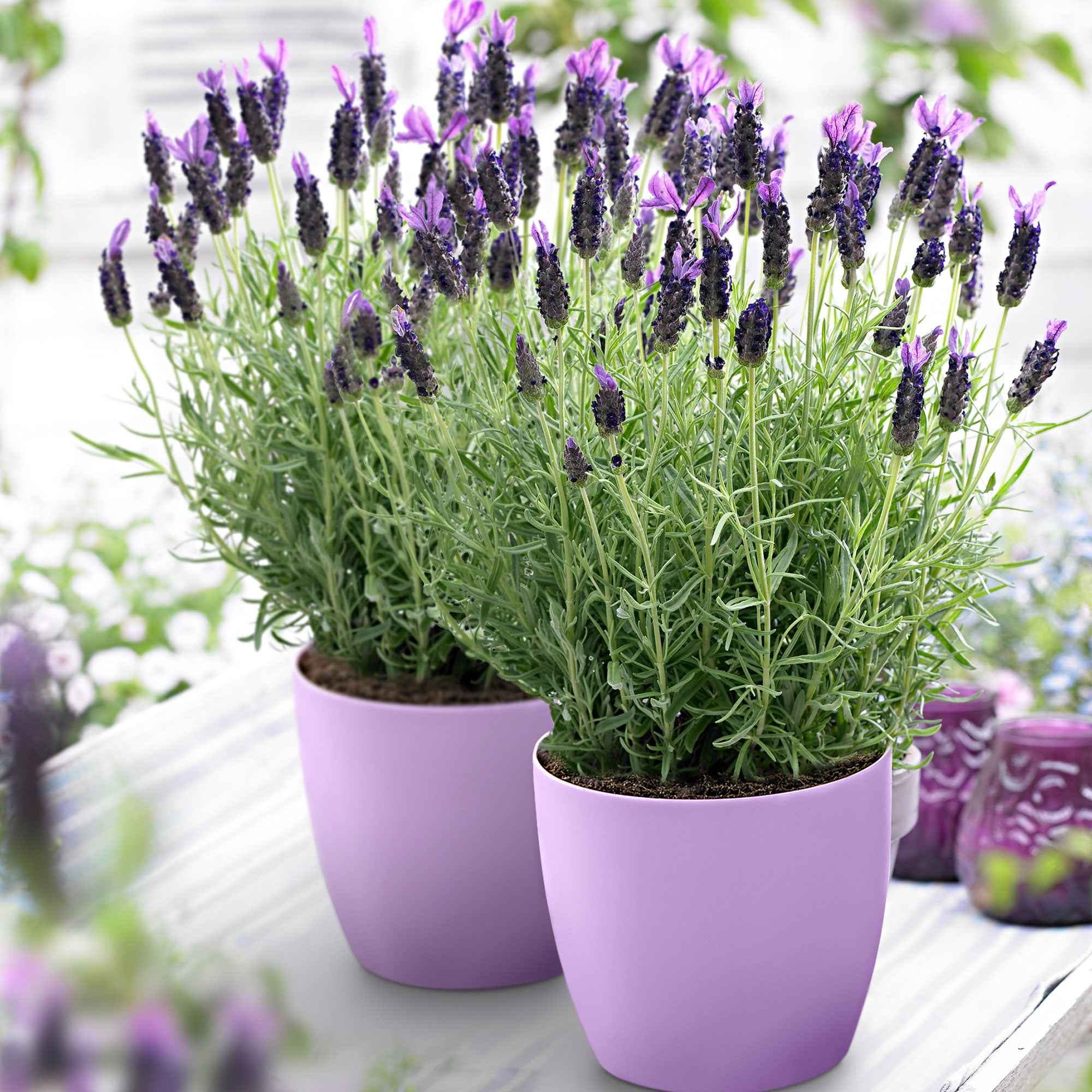 Kuiflavendel 'Anouk'