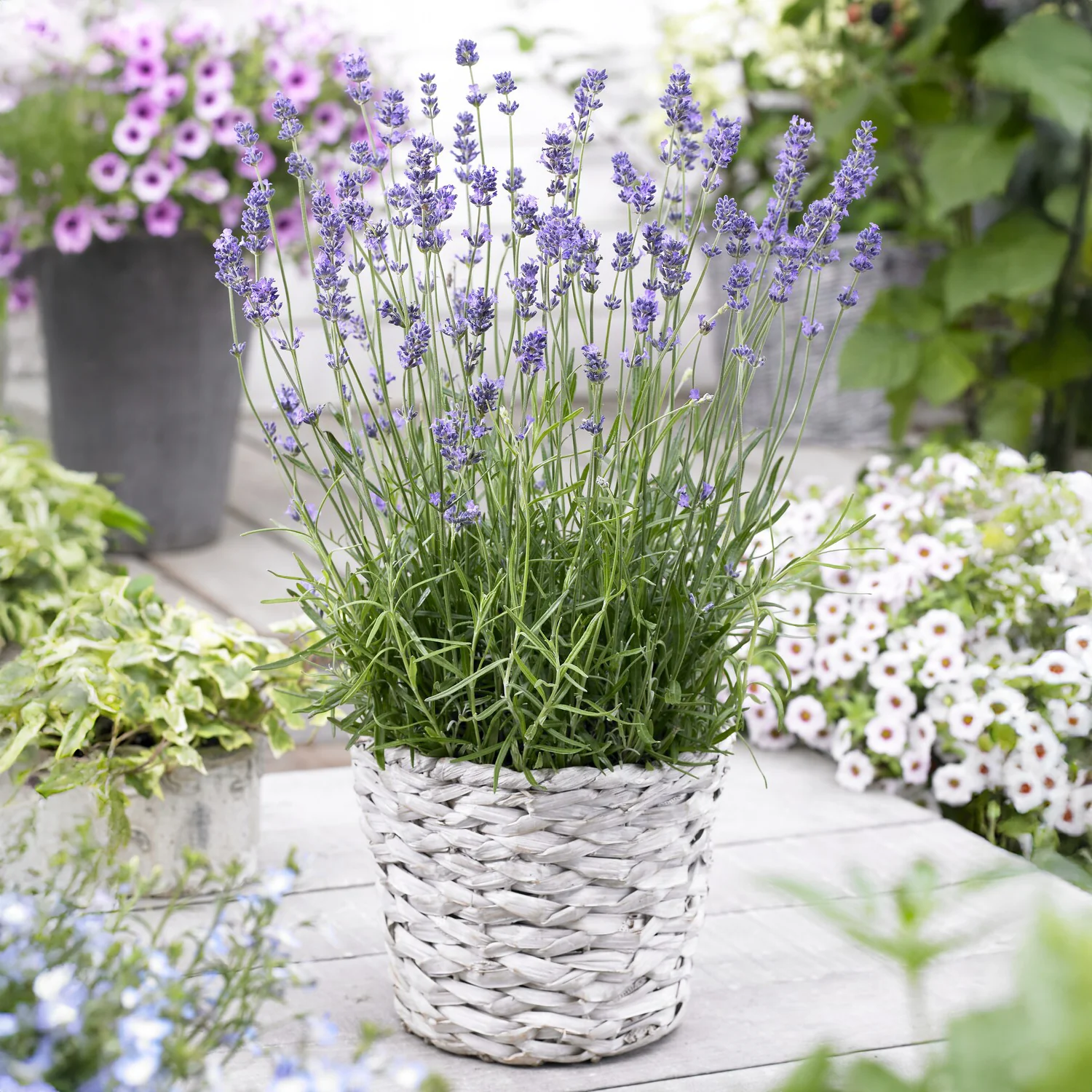 Lavendel 'Munstead'