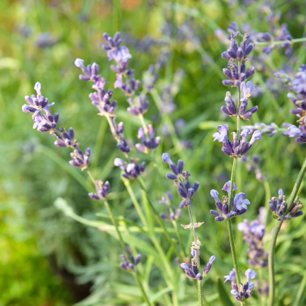 Lavendel 'Munstead' - Image 2