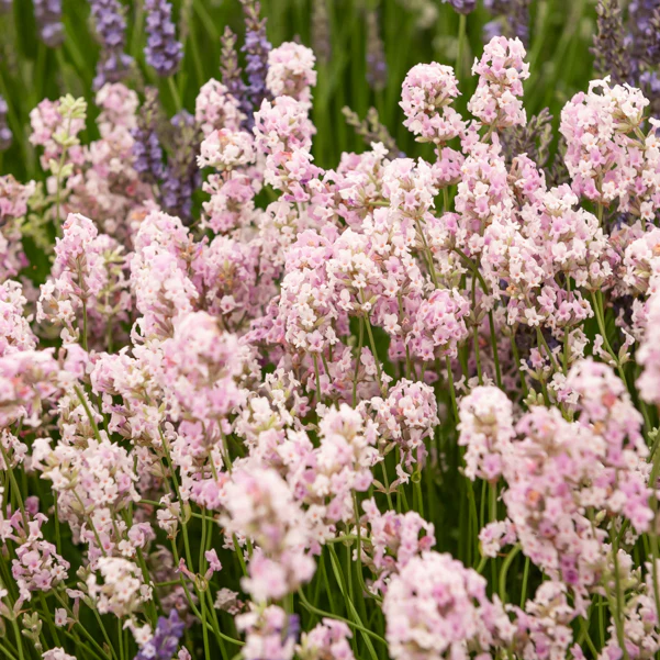 Lavendel 'Rosea'