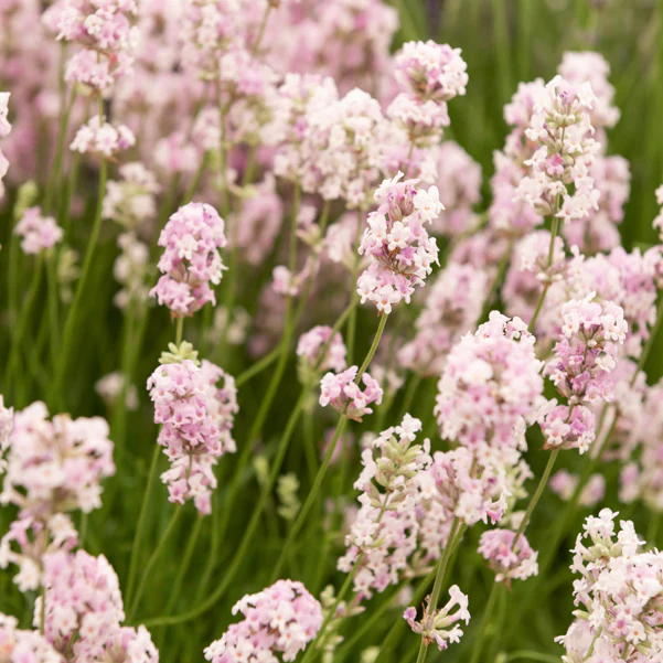 Lavendel 'Rosea' - Image 2