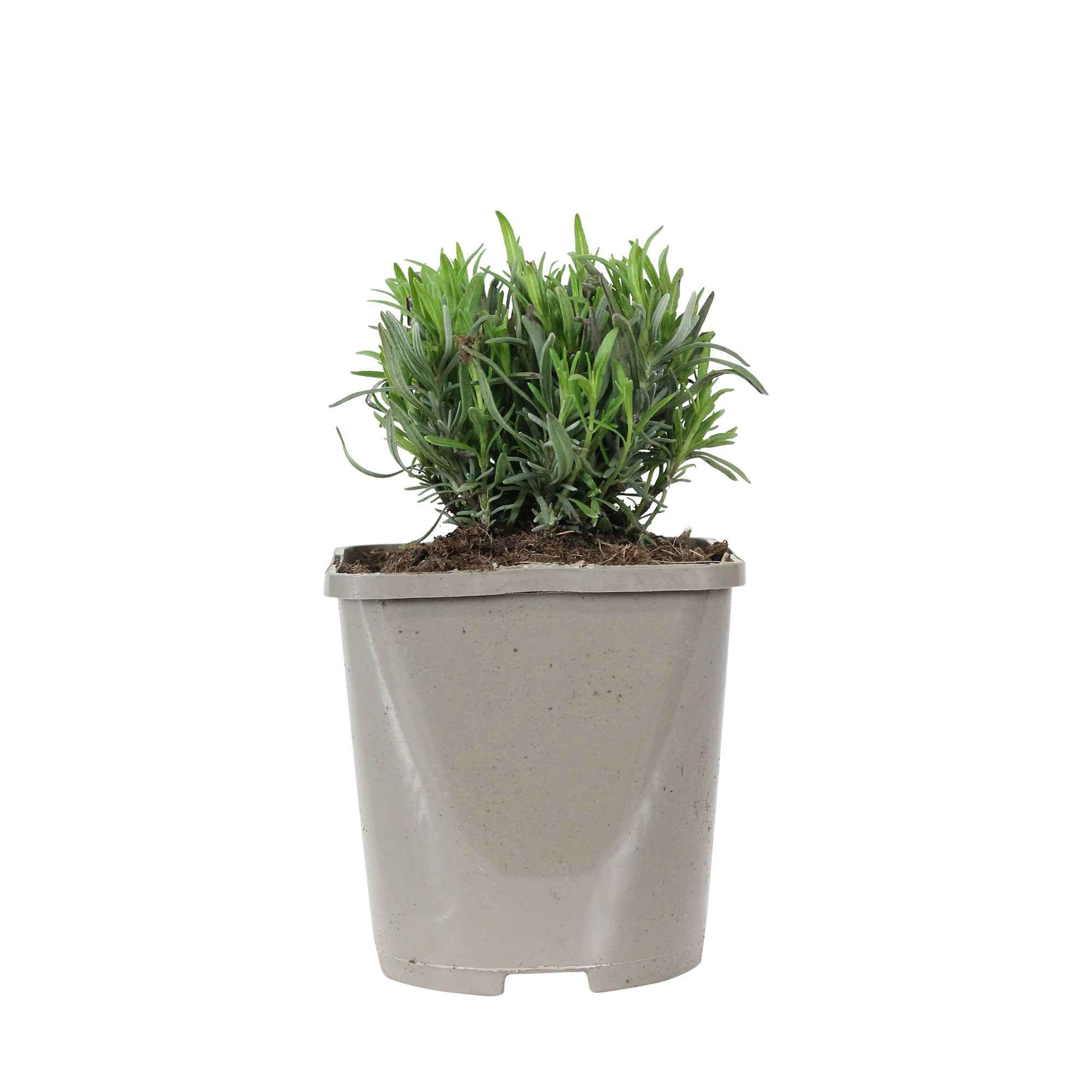 Lavendel 'Rosea' - Image 3