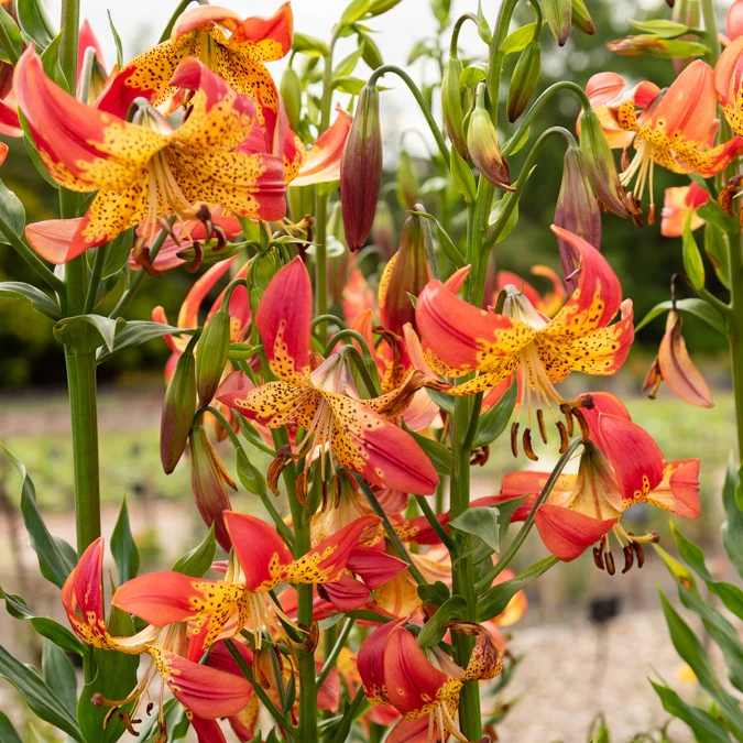 Miniatuur 1