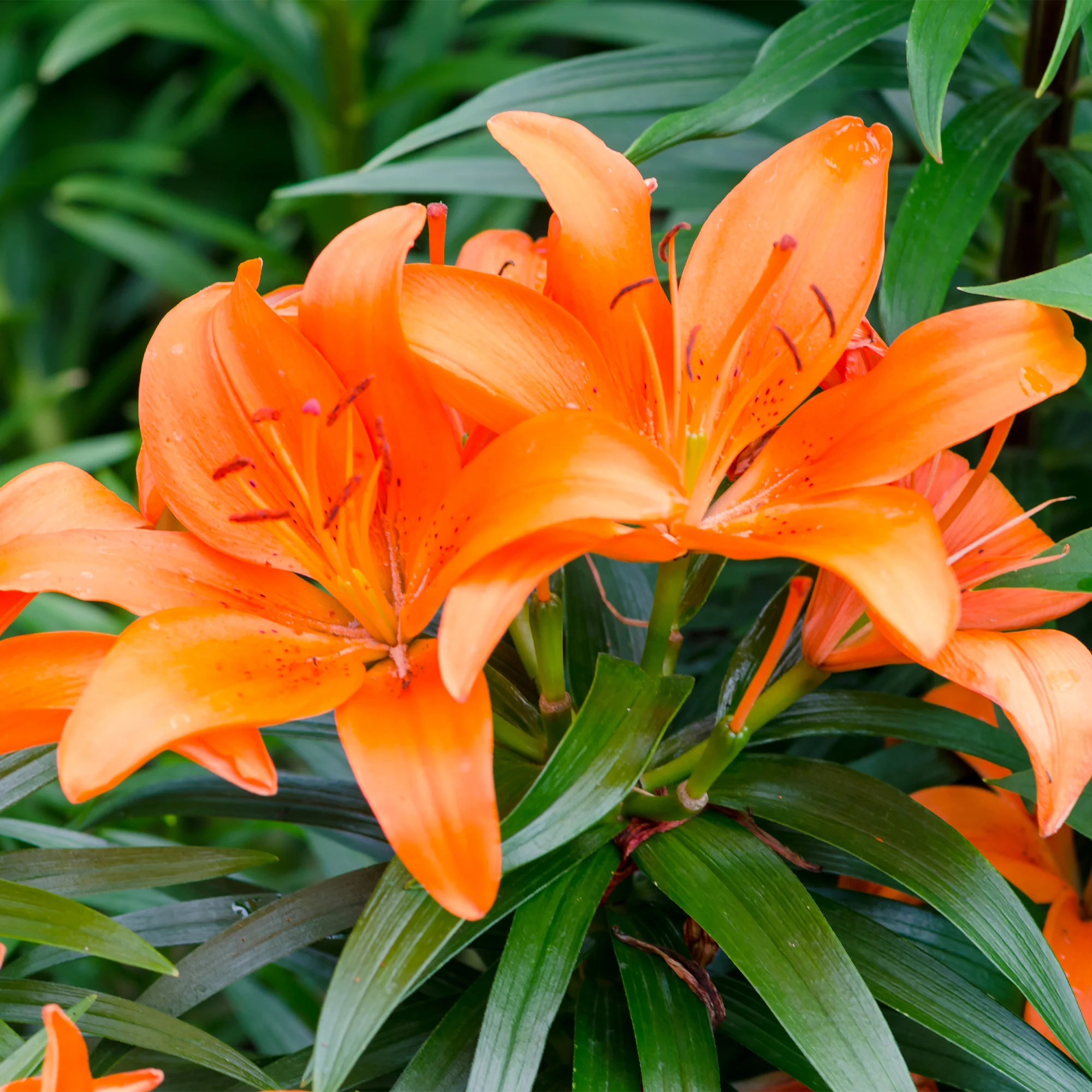 Lelie - oranje (x3) - Image 2