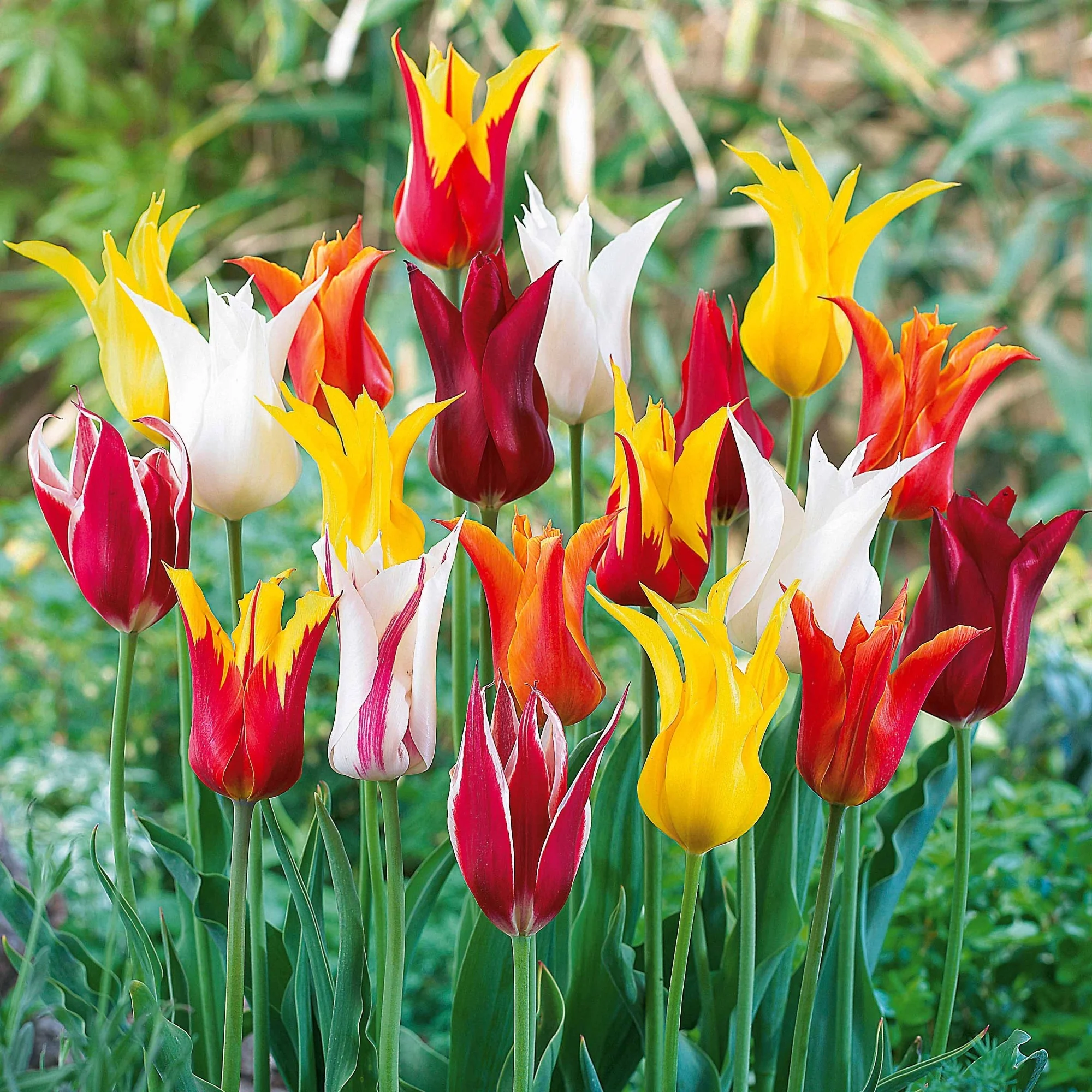 Leliebloemige Tulpen gemengd (x25)