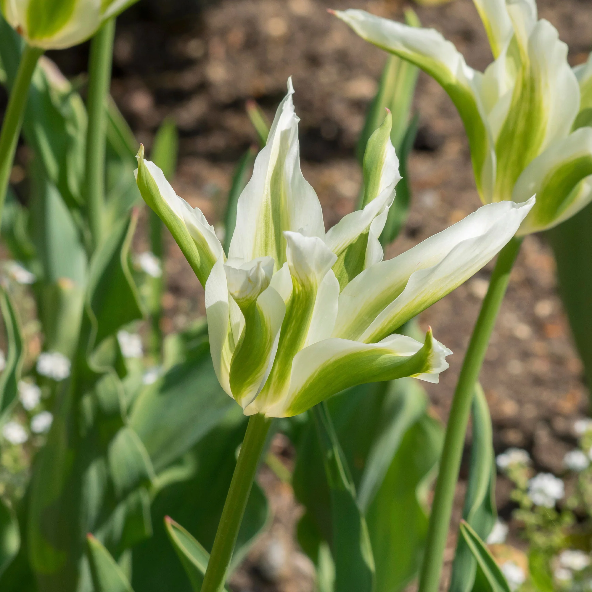 Leliebloemige tulpen 'Greenstar' (x10) - Image 2