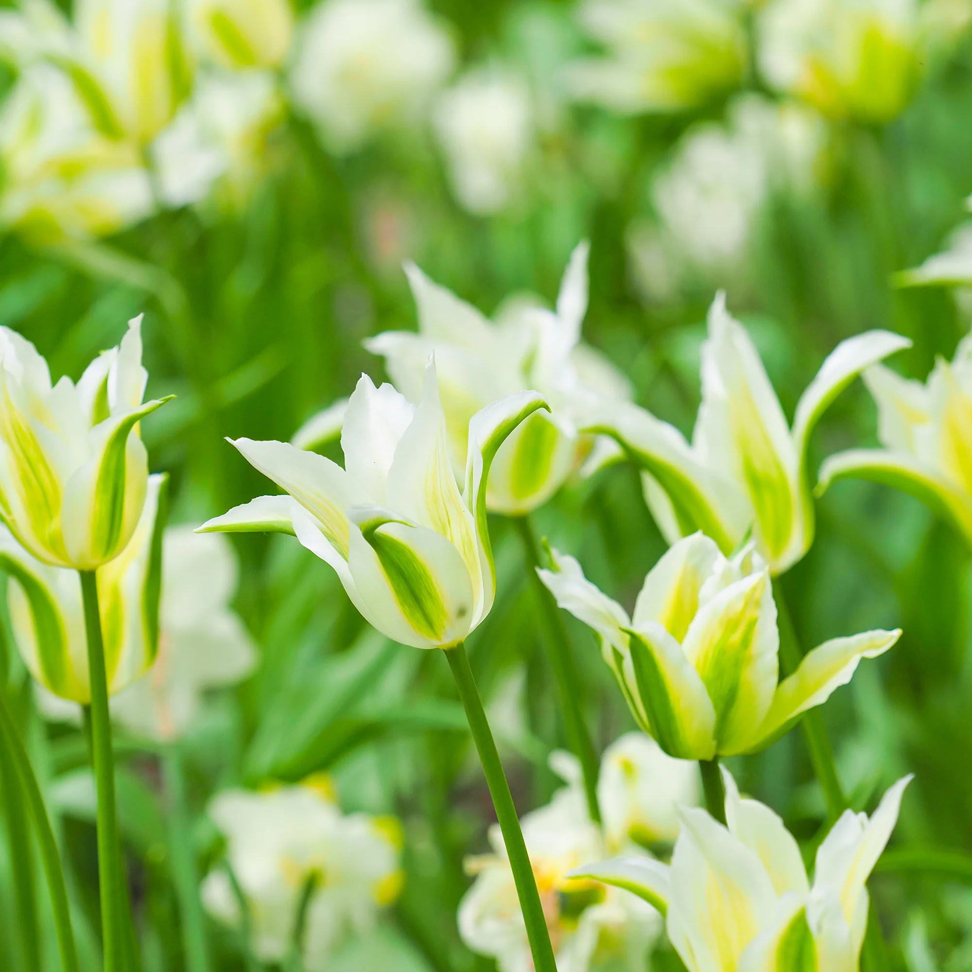 Leliebloemige tulpen 'Greenstar' (x10) - Image 3