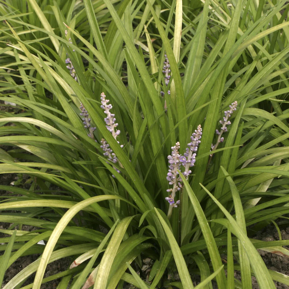 Leliegras spicata - Image 2