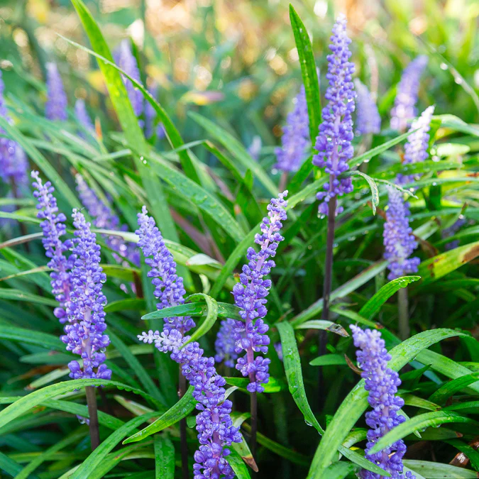 Leliegras muscari - Image 2