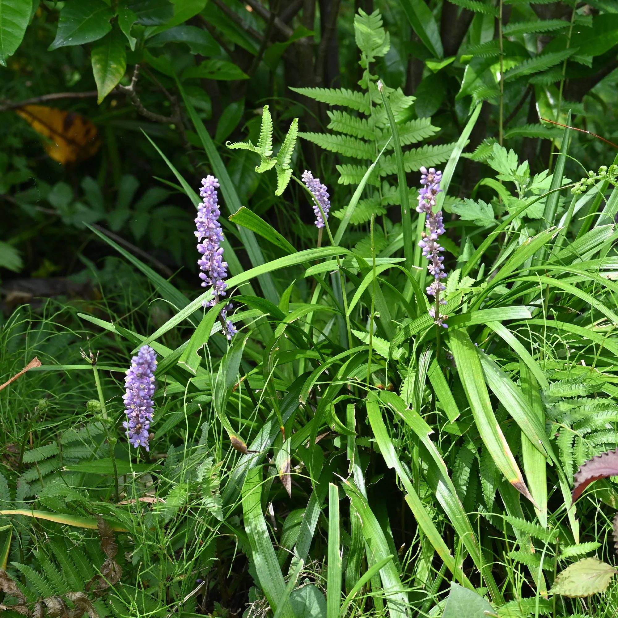 Leliegras Big Blue