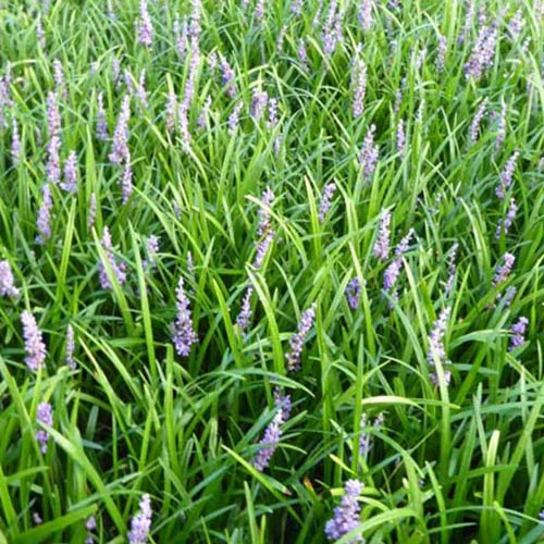 Leliegras Big Blue - Image 3