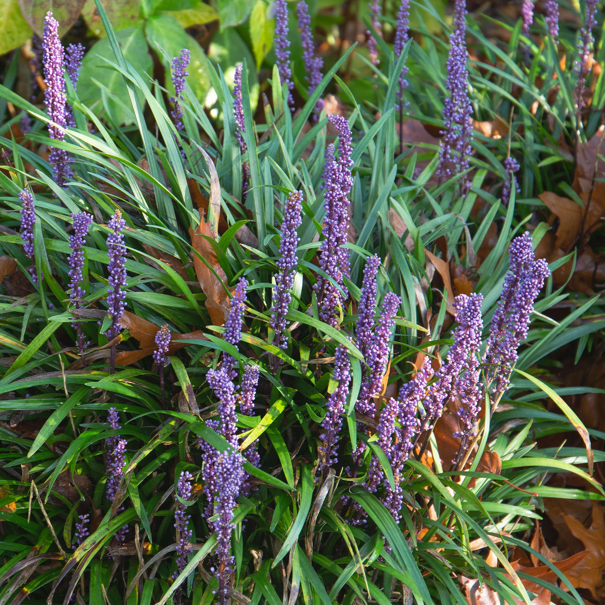 Leliegras Evergreen Giant