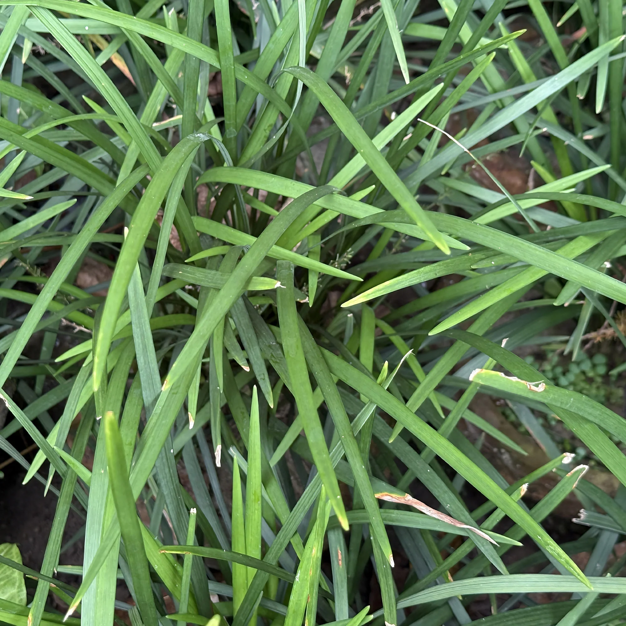 Leliegras Evergreen Giant - Image 3