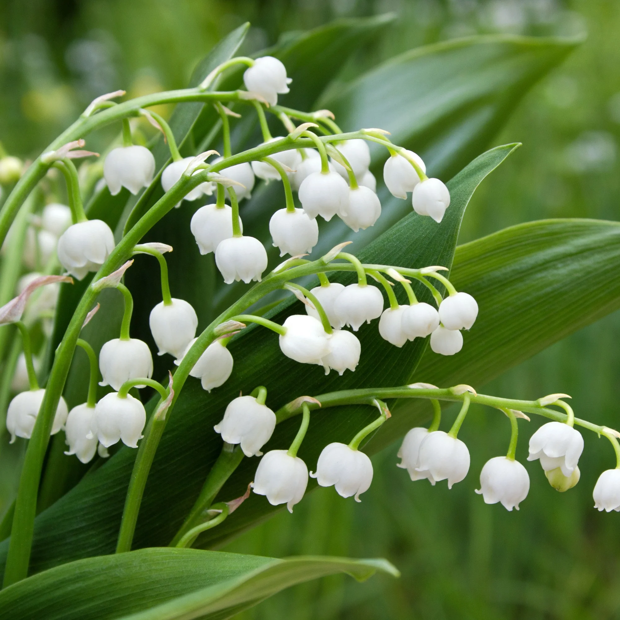 Lelietjes-van-Dalen Mix (x9) - Image 2