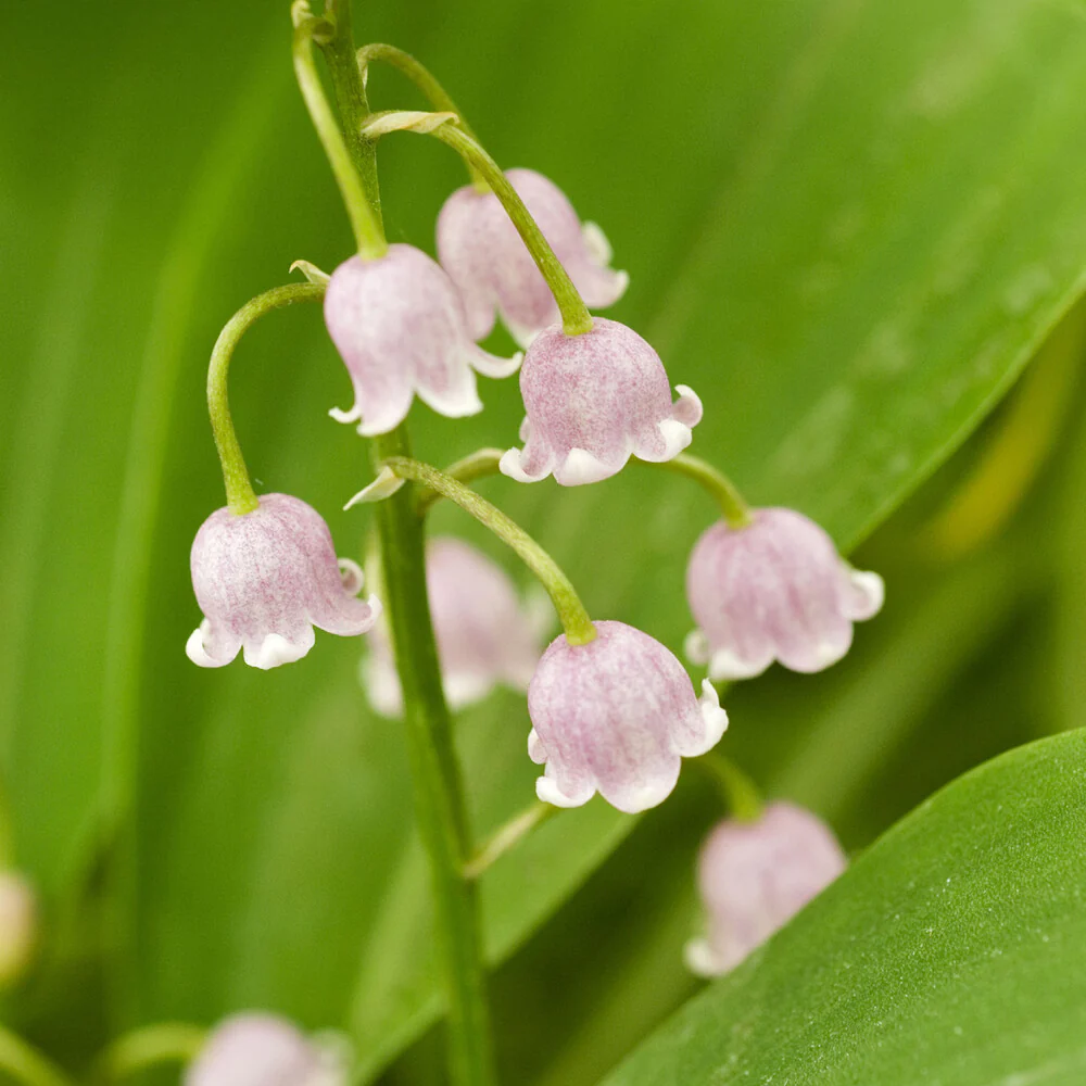 Lelietjes-van-Dalen - roze - Image 5