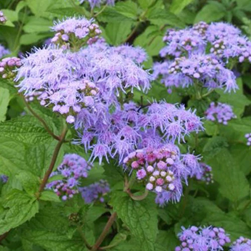 Leverkruid