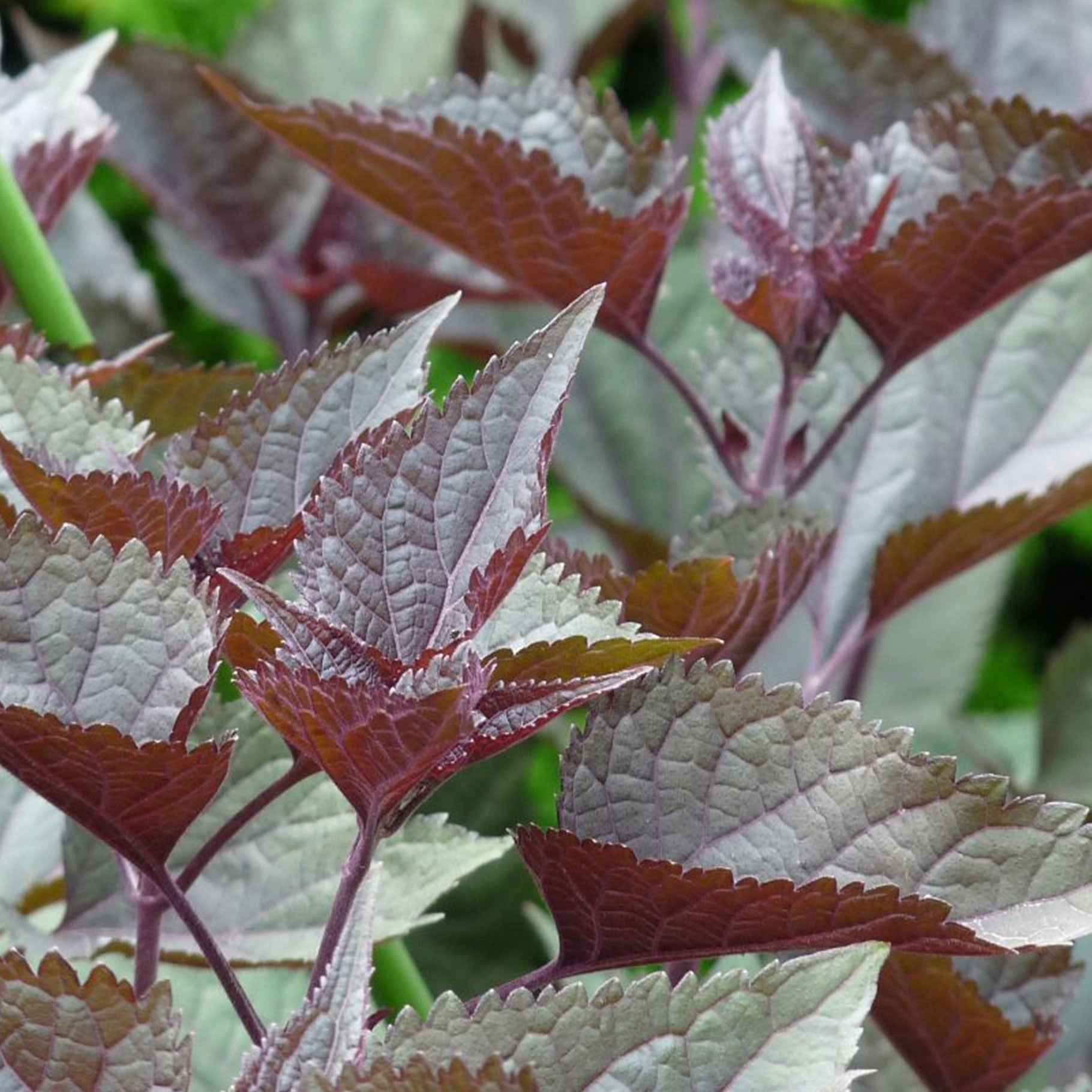 Leverkruid 'Chocolate'
