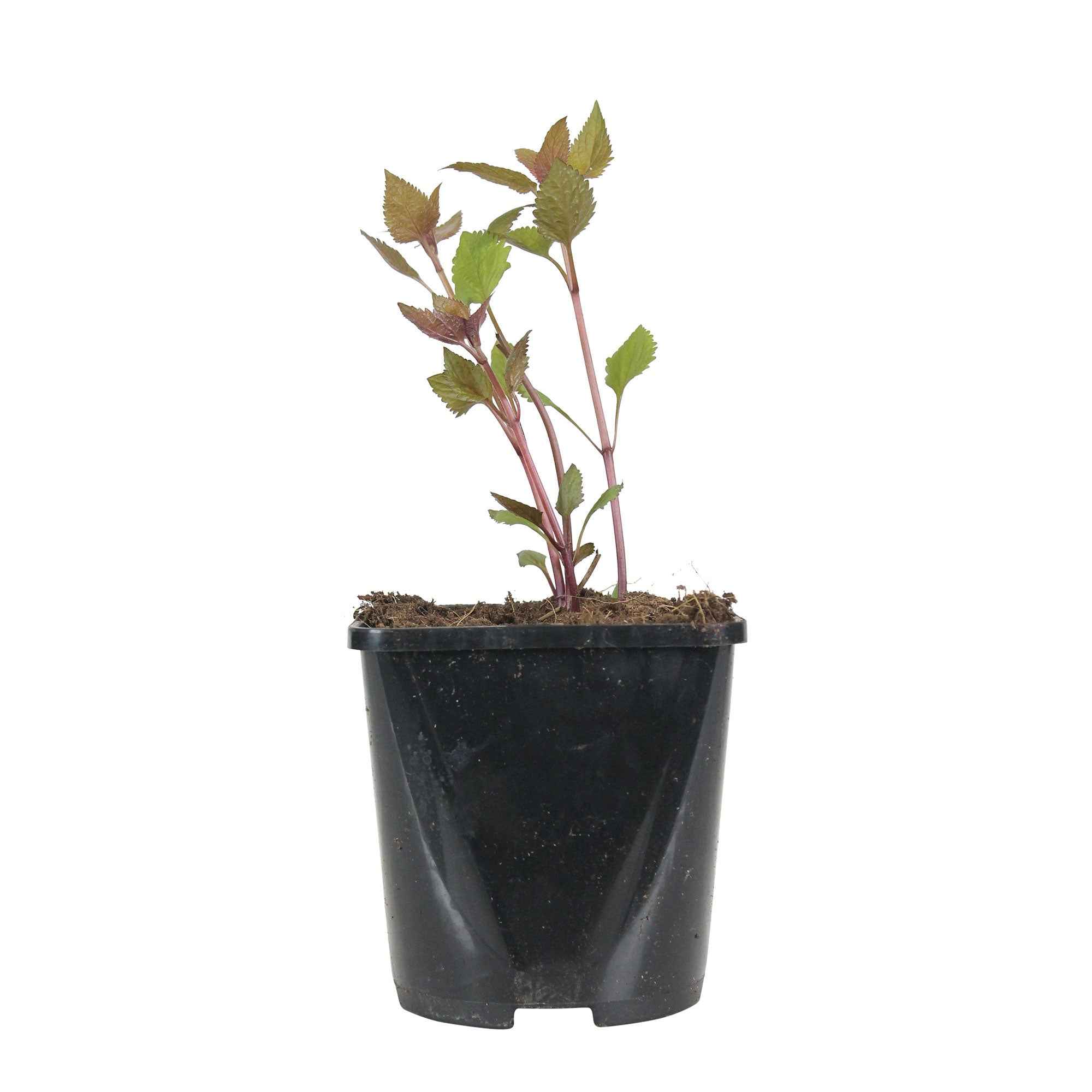 Leverkruid 'Chocolate' - Image 2
