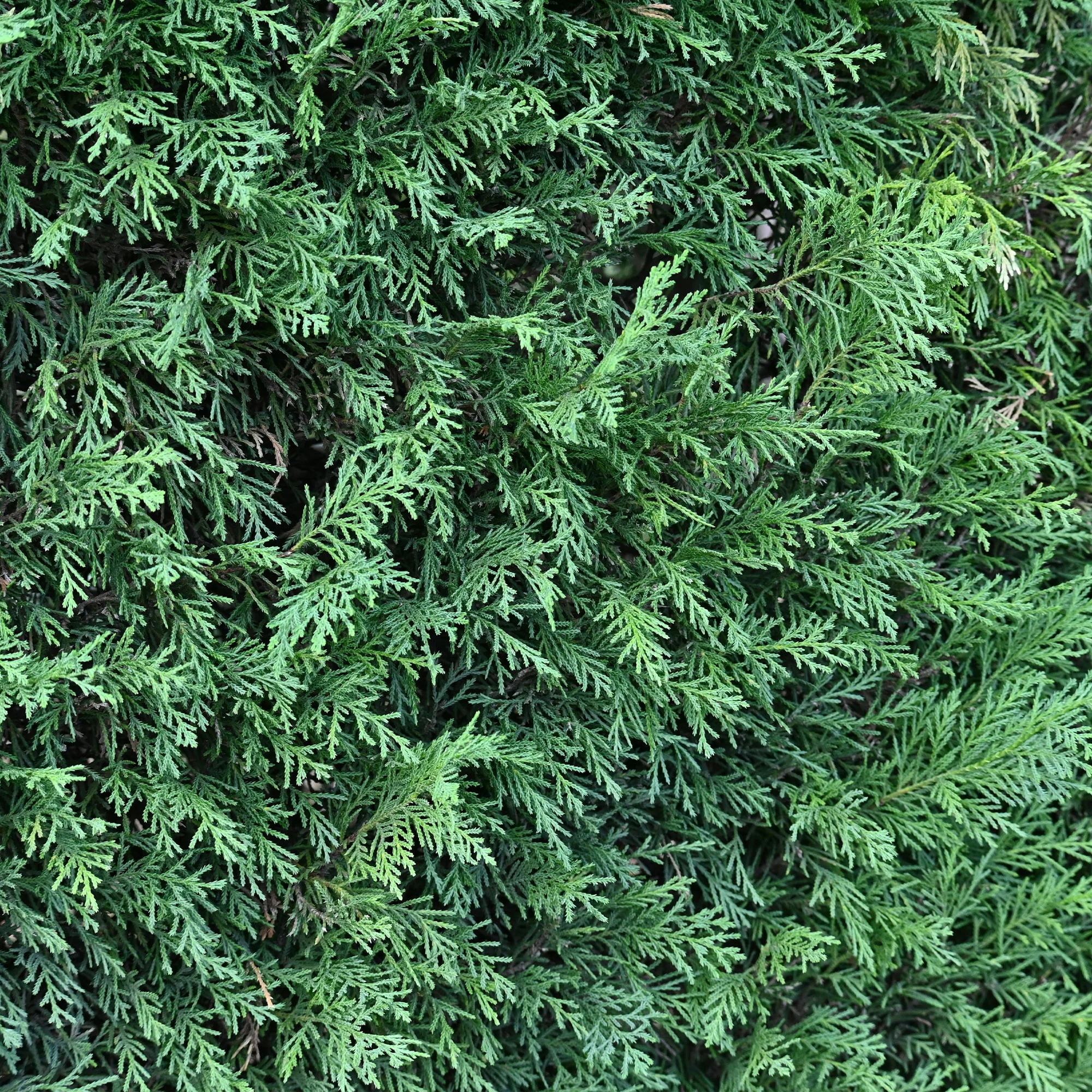 Leylandii conifeer - Image 2