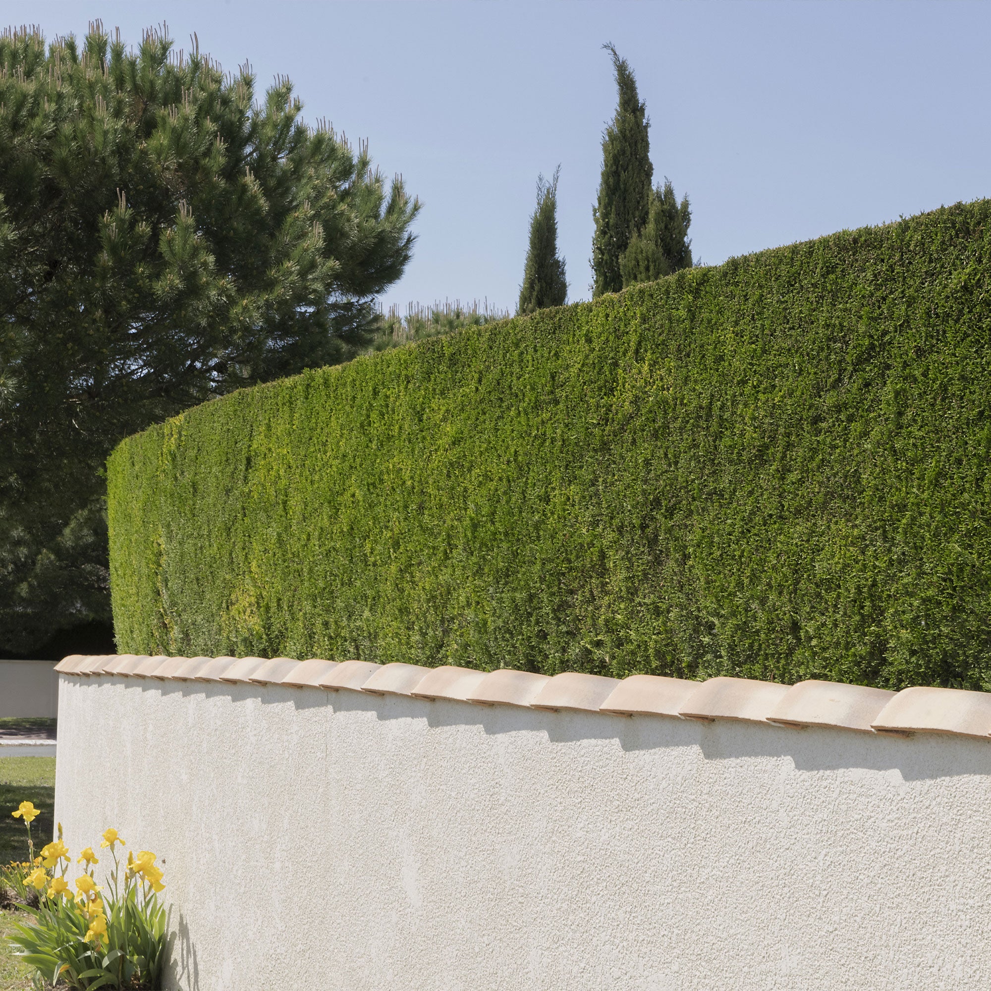 Leylandii conifeer - Image 3