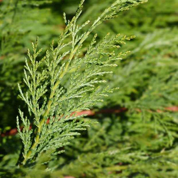 Leylandii conifeer - Image 4