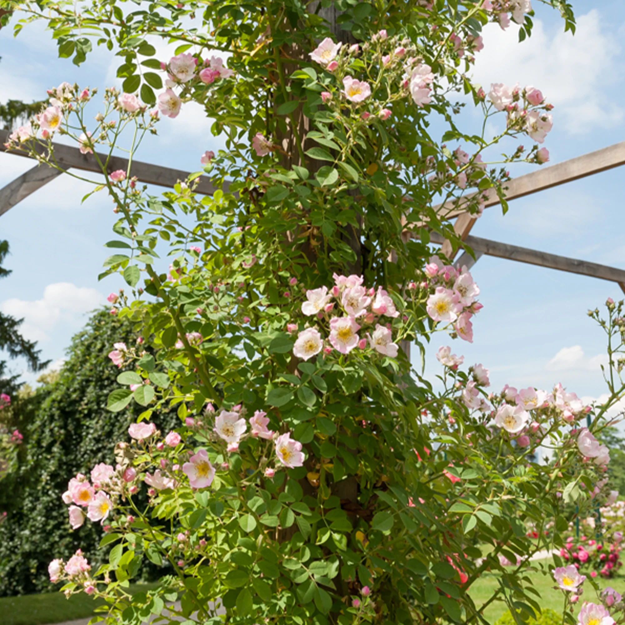 Liaanroos Kew Rambler