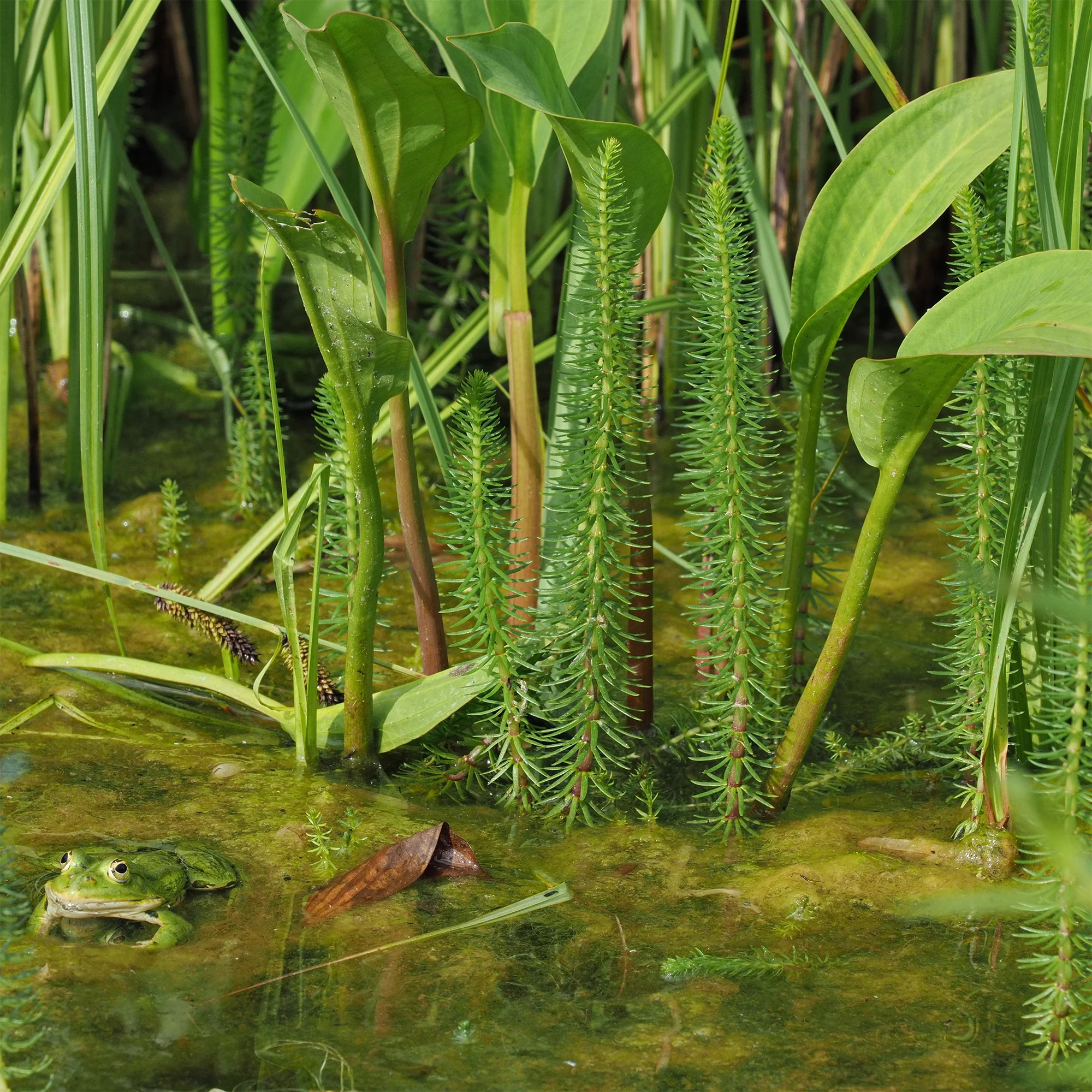 Watermeloen - Hippuris vulgaris - Image 2
