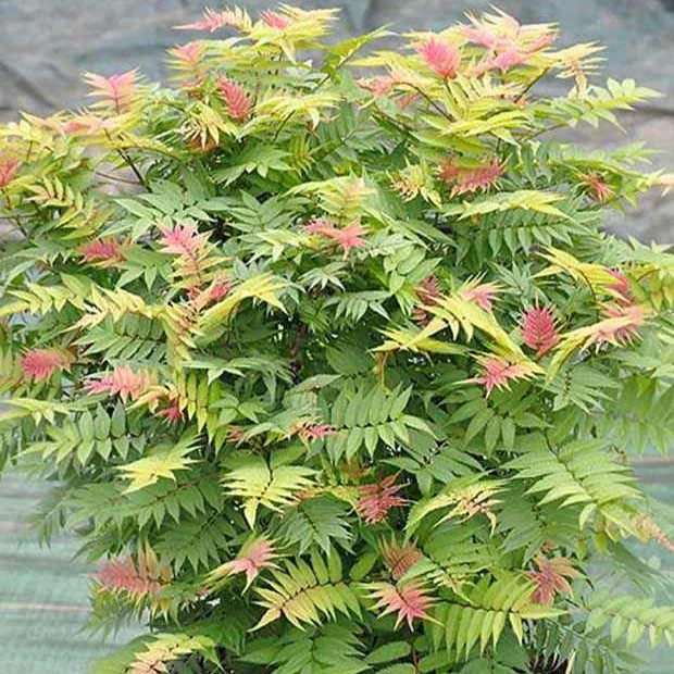Lijsterbesspirea 'Pink Hopi'® - Image 2