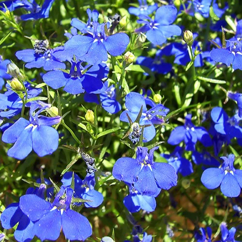 Lobelia 'Erinus' (x3)
