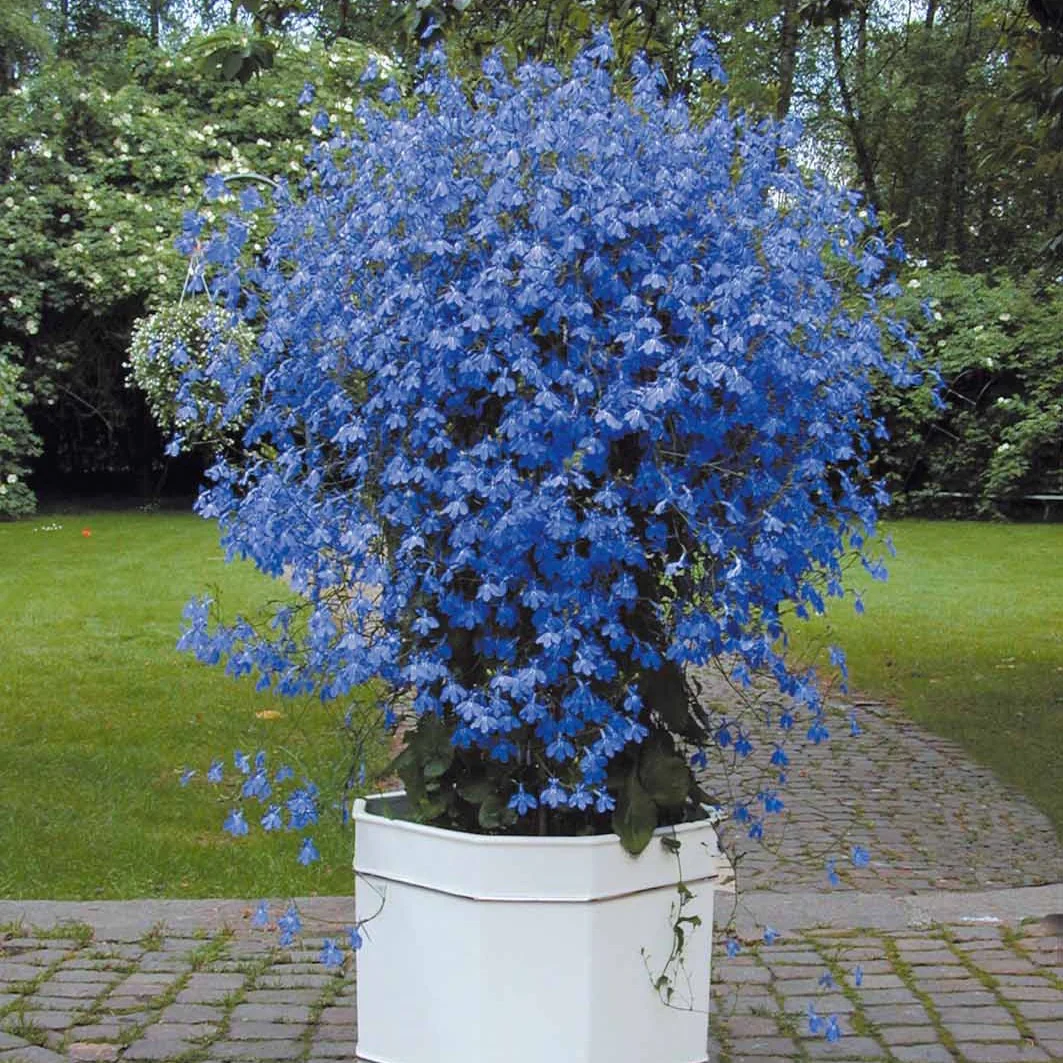Lobelia 'Erinus' (x3) - Image 2