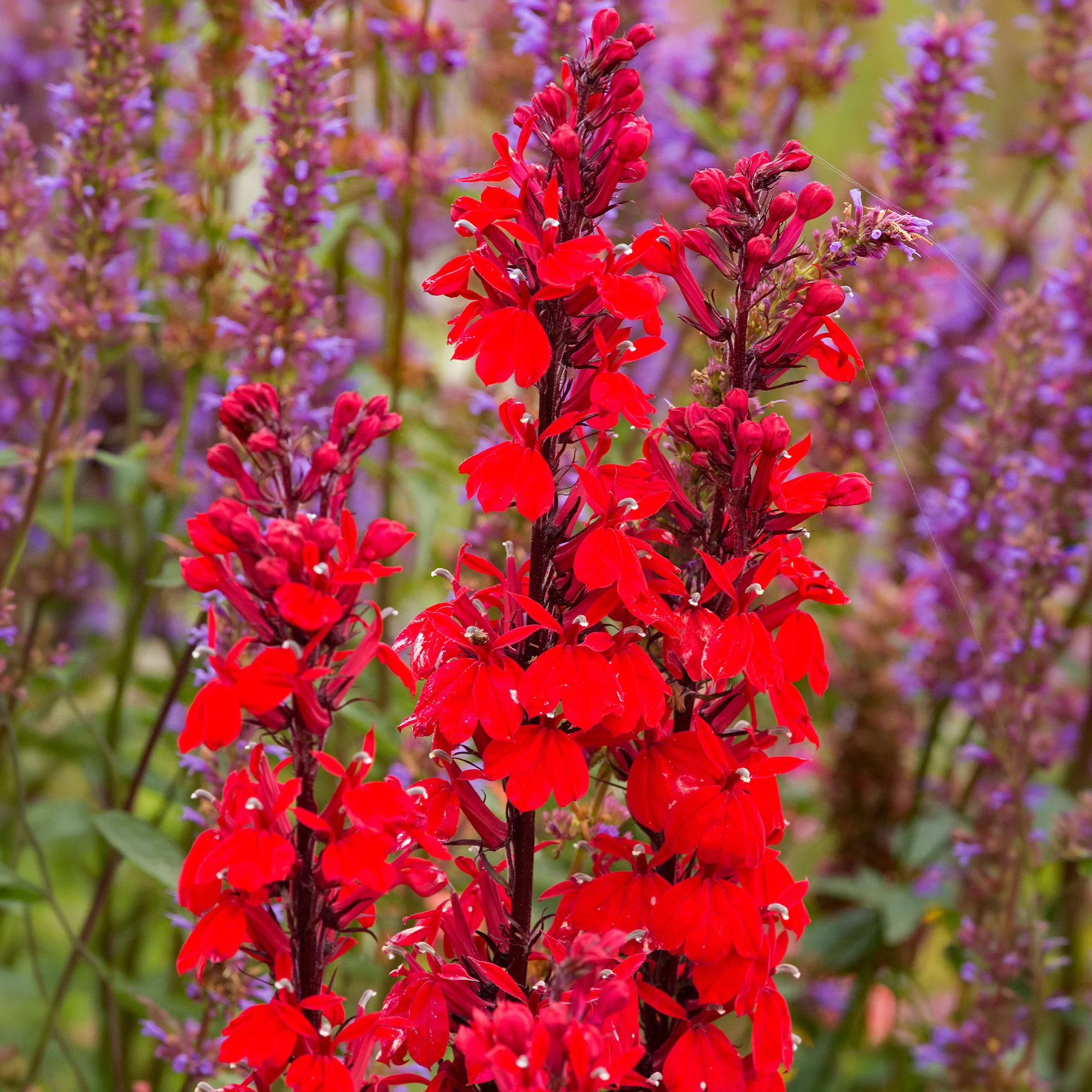 Lobelia 'Queen Victoria' - Image 5