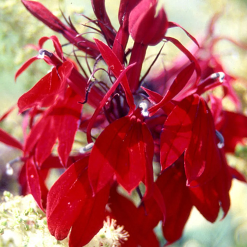 Lobelia 'Russian Princess' - Image 2