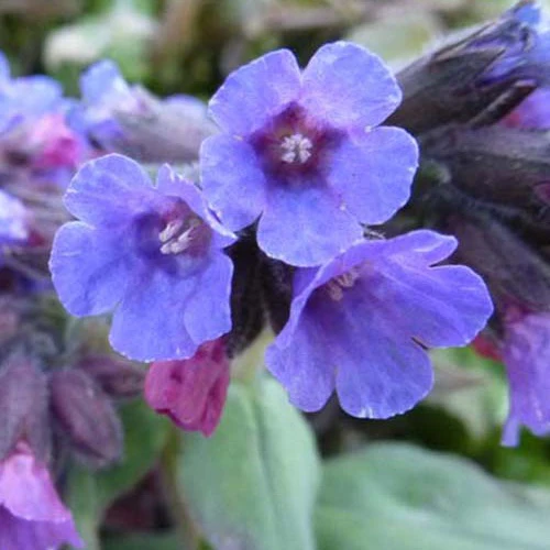 Longkruid officinale