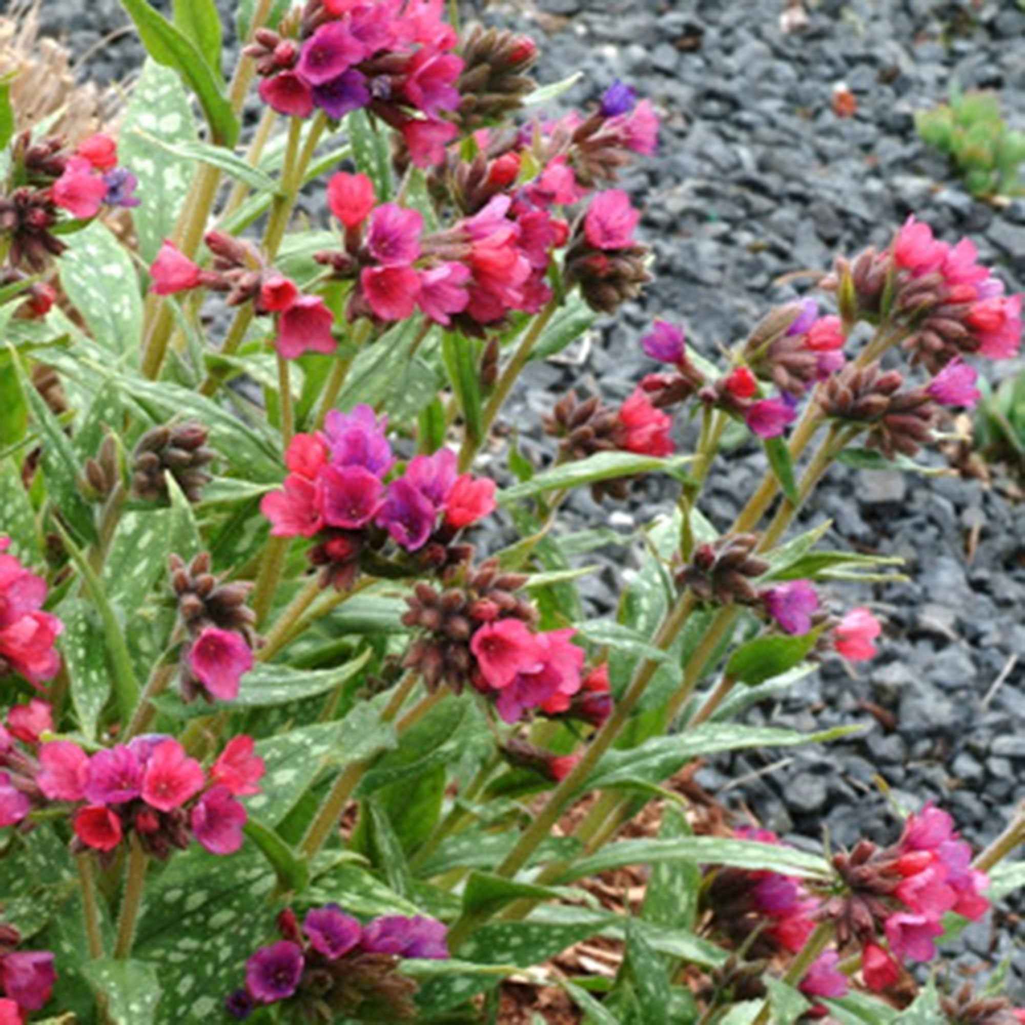 Longkruid 'Raspberry Splash'