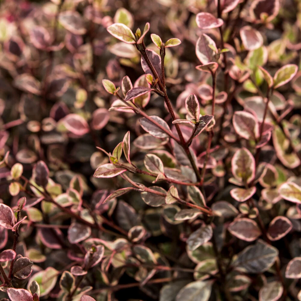 Lophomyrtus - Image 2