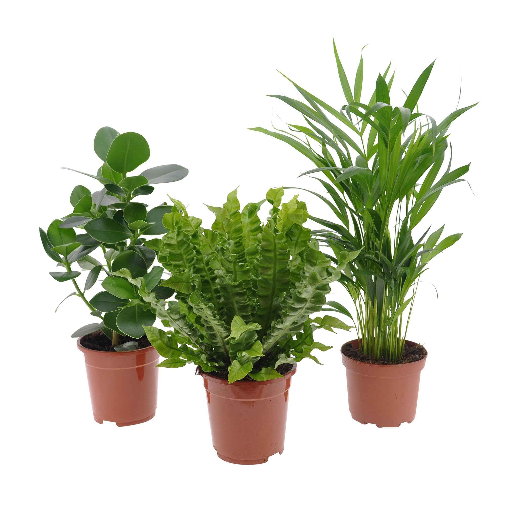 Miniatuur 2