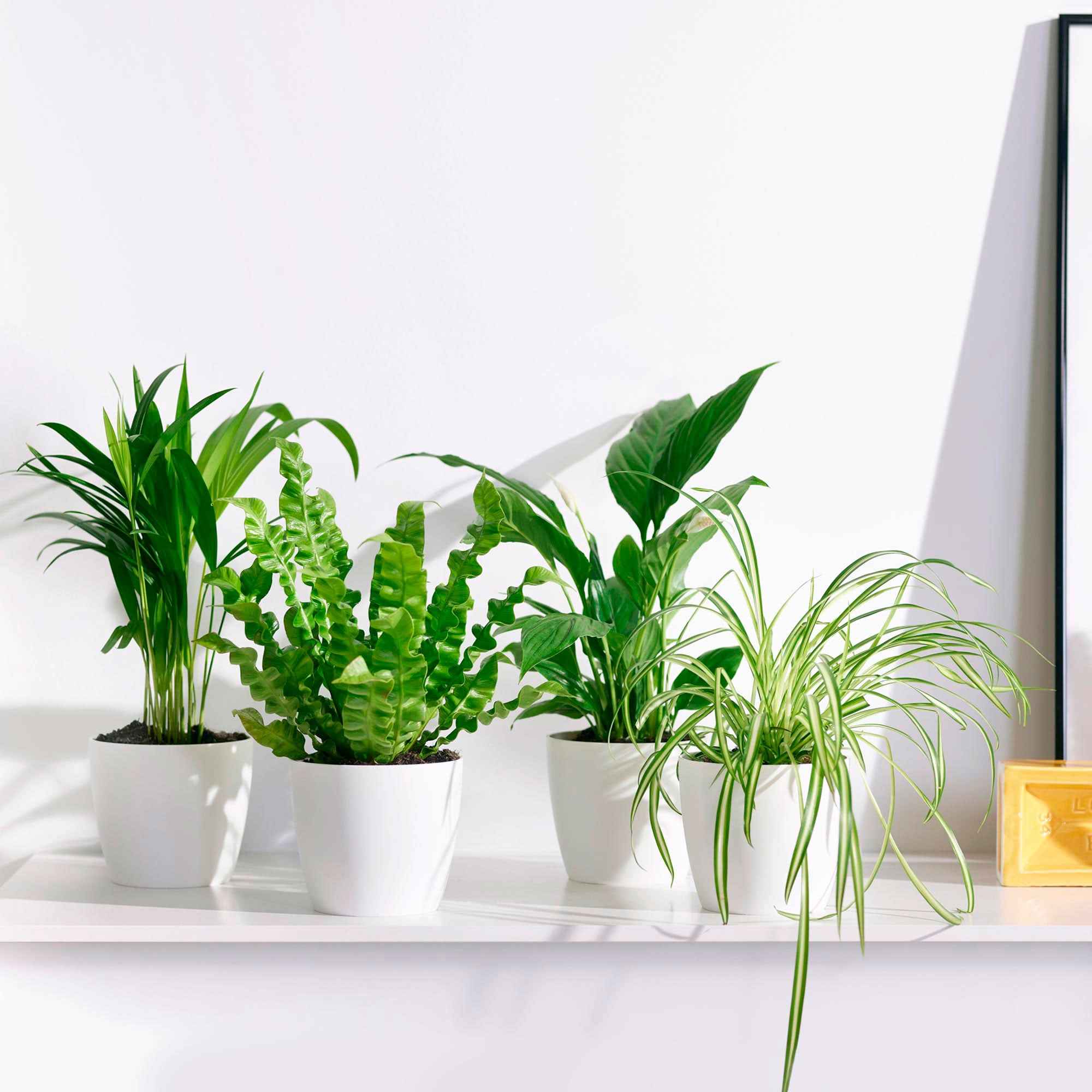 Luchtzuiverende planten incl. Elho sierpotten Wit